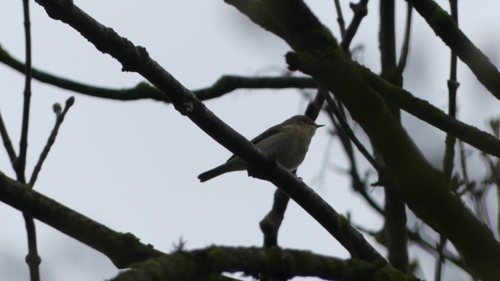 chiffchaff marianne nicholson 3.JPG